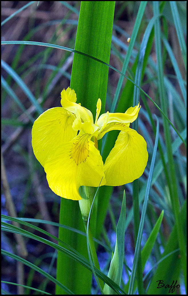 Iris pseudacorus